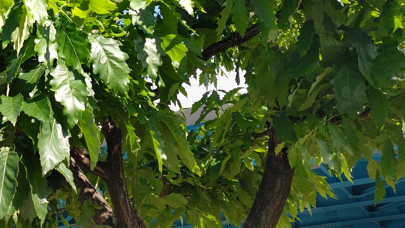 ナラガシワ 川崎市幸区