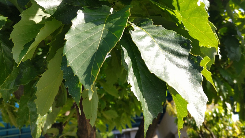 ナラガシワ 川崎市幸区