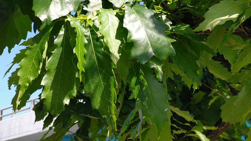 ナラガシワ 川崎市幸区