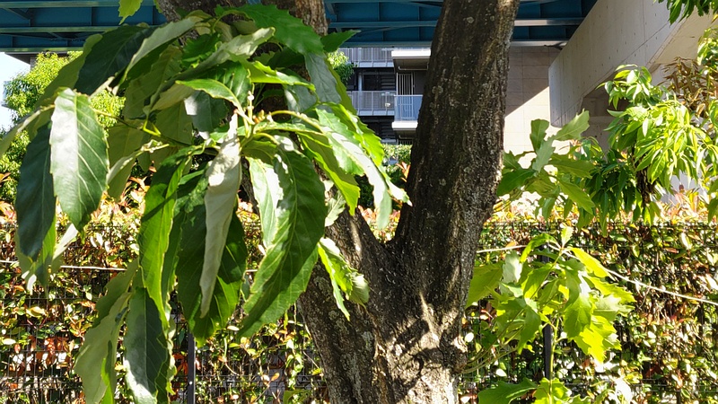 ナラガシワ 川崎市幸区