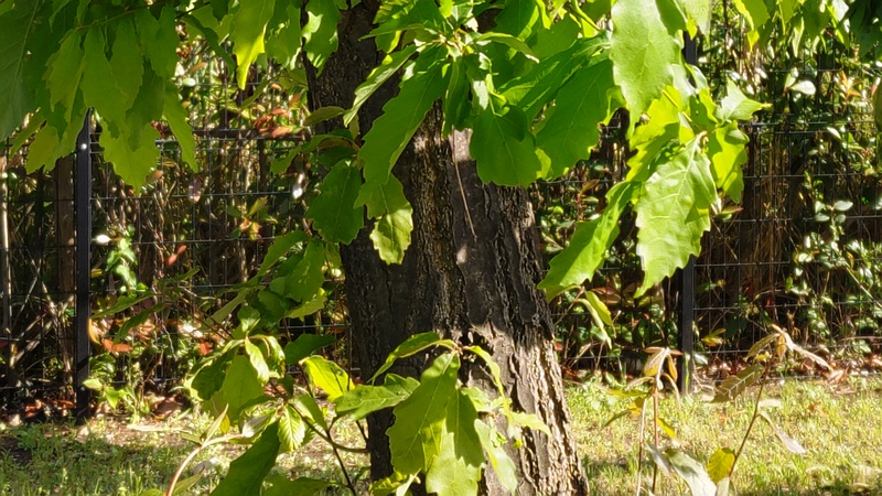 ナラガシワ 川崎市幸区