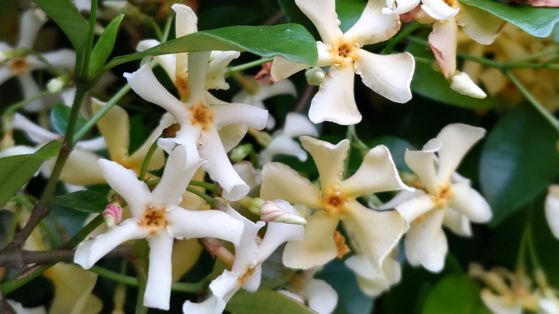 テイカカズラの花 川崎市幸区創造のもり