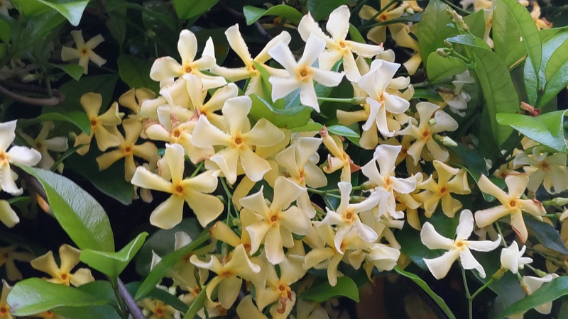 テイカカズラの花 川崎市幸区創造のもり