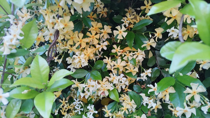 テイカカズラの花 川崎市幸区創造のもり