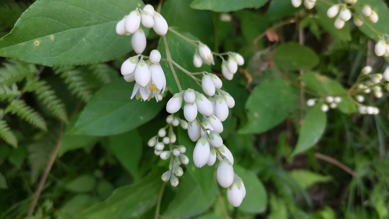 ヒメウツギの花 横浜市旭区帷子川親水緑道