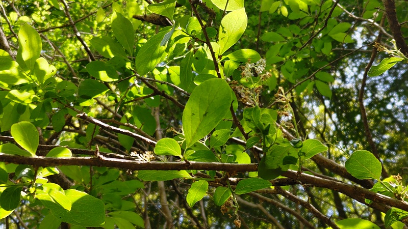 サワフタギの花 横浜市旭区帷子川親水緑道