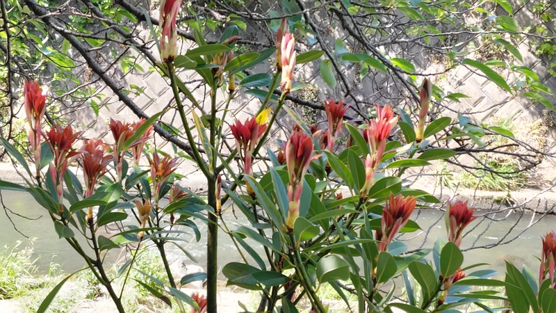 タブノキの葉芽 横浜市旭区帷子川親水緑道