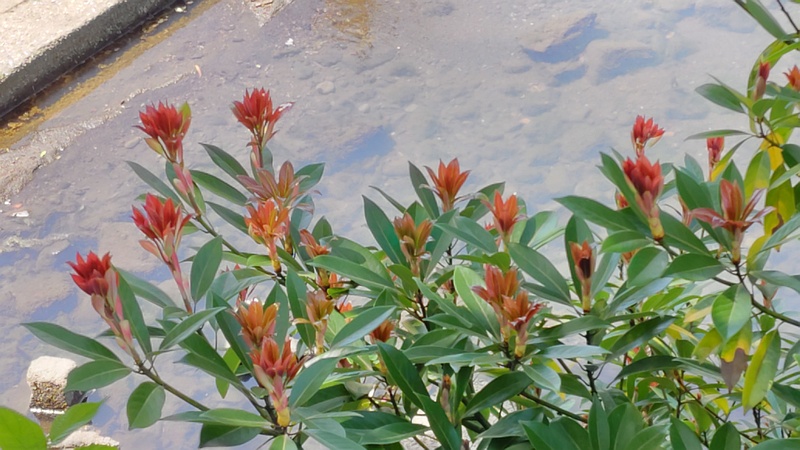 タブノキの葉芽 横浜市旭区帷子川親水緑道