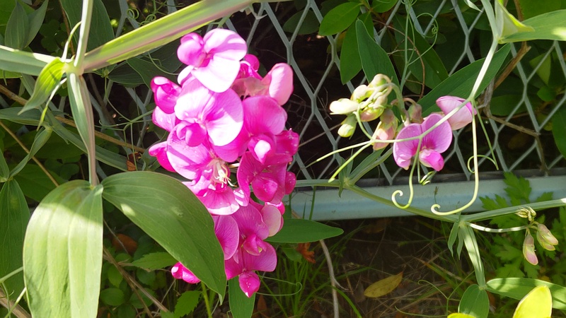 スイートピーの花 横浜市旭区鶴ヶ峰