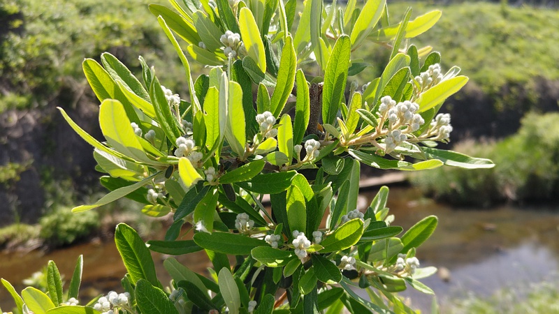 タチバナモドキの蕾 横浜市旭区鶴ヶ峰本町