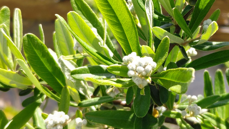 タチバナモドキの蕾 横浜市旭区鶴ヶ峰本町