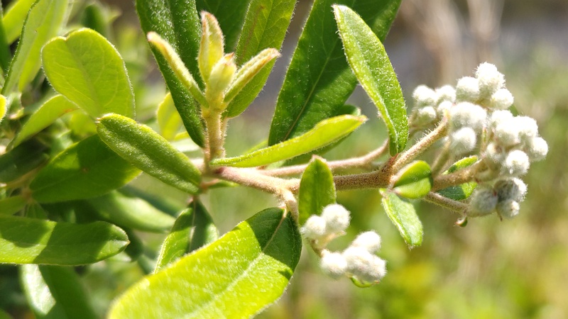タチバナモドキの蕾 横浜市旭区鶴ヶ峰本町