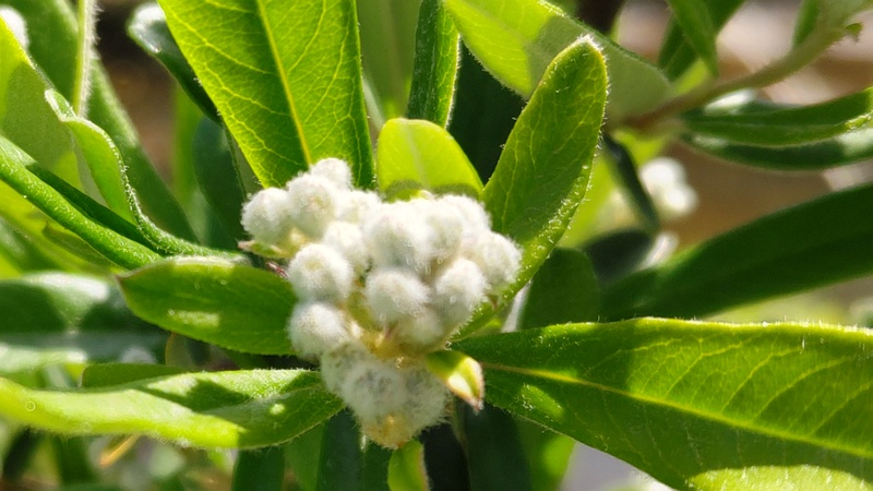 タチバナモドキの蕾 横浜市旭区鶴ヶ峰本町