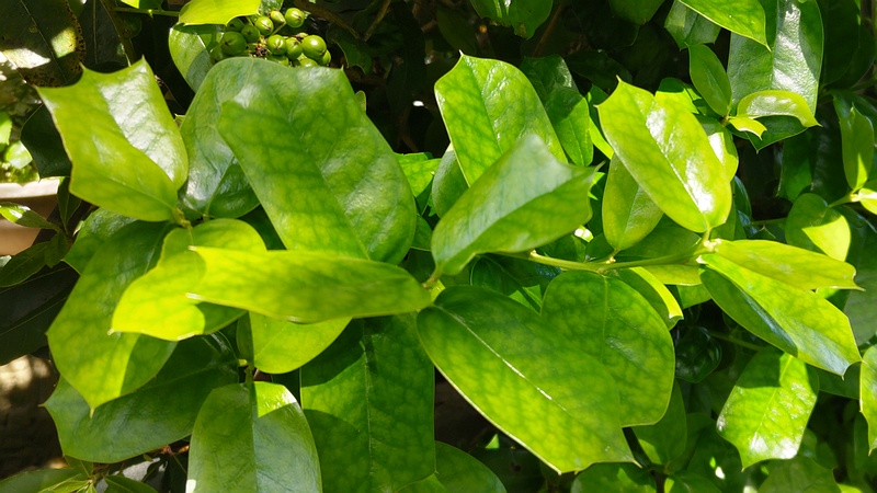 ヤバネヒイラギモチの若い果実 横浜市旭区鶴ヶ峰本町