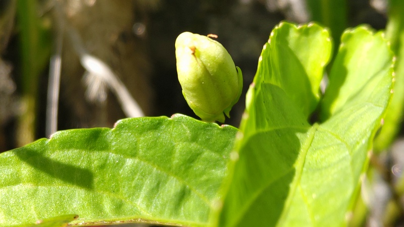 スミレの若い果実 横浜市旭区今宿東町