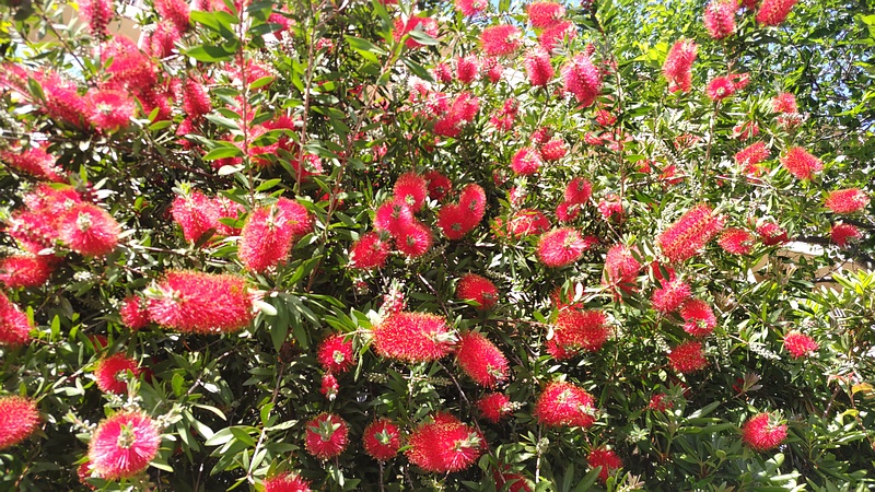 ブラシノキの花 横浜市旭区今宿南町