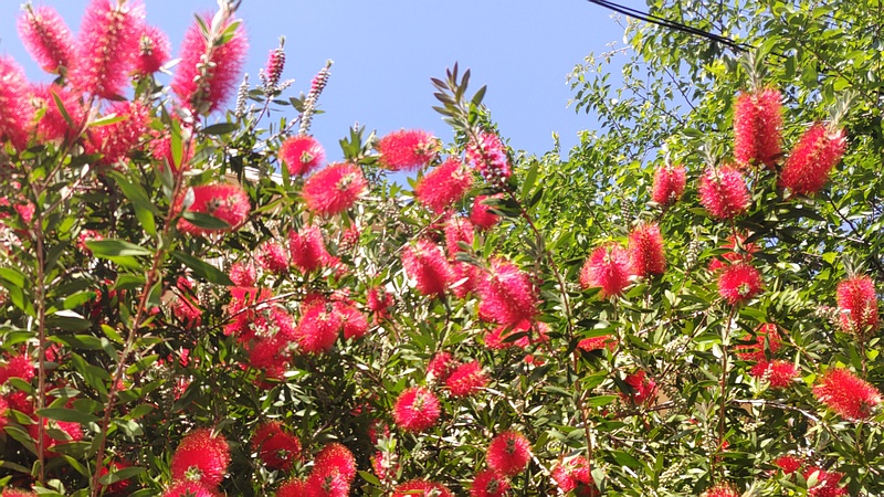 ブラシノキの花 横浜市旭区今宿南町