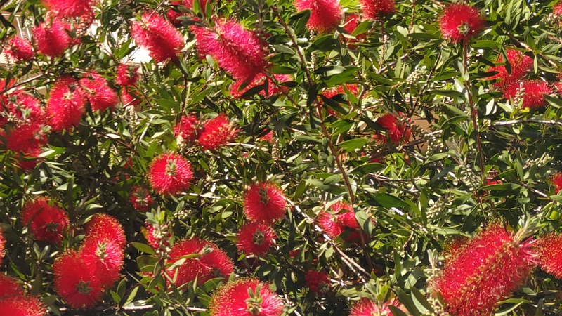 ブラシノキの花 横浜市旭区今宿南町