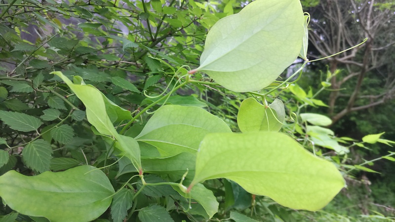 サルトリイバラ 横浜市旭区今宿東町