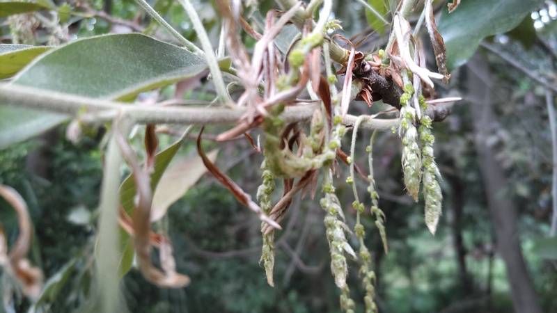 アカガシの花 横浜市旭区希望が丘水の森公園