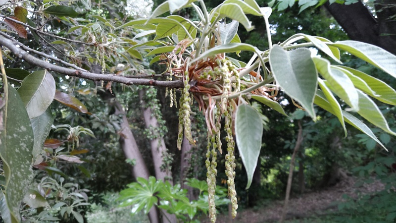 アカガシの花 横浜市旭区希望が丘水の森公園