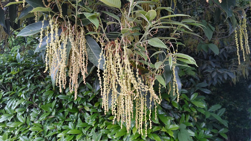 アラカシの花 横浜市瀬谷区長屋門公園