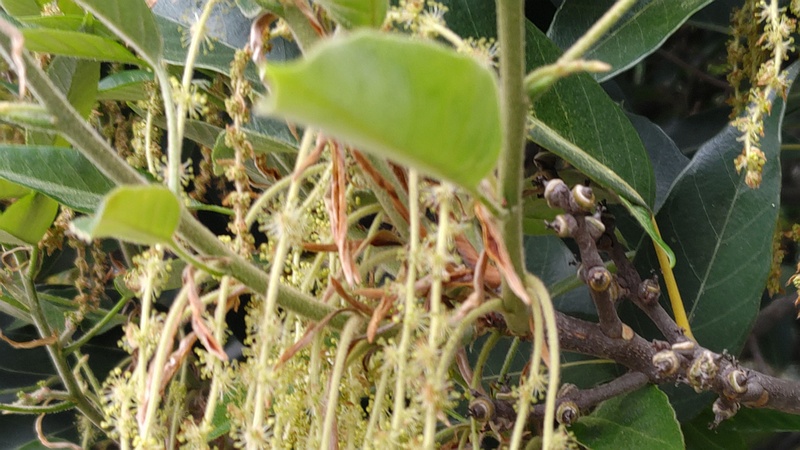 アラカシの花 横浜市瀬谷区長屋門公園