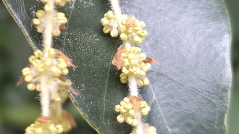 アラカシの花 横浜市瀬谷区長屋門公園