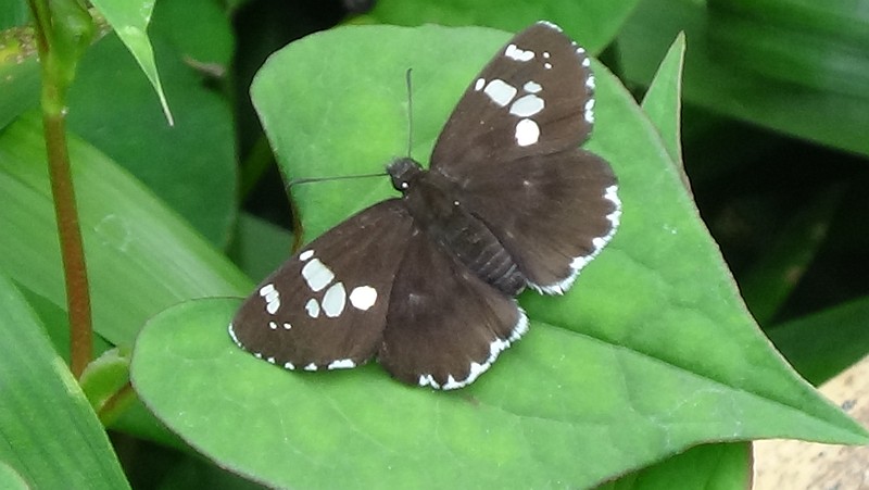 ダイミョウセセリ 横浜市瀬谷区長屋門公園