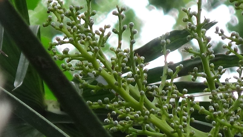 トウジュロの雄花 横浜市瀬谷区長屋門公園