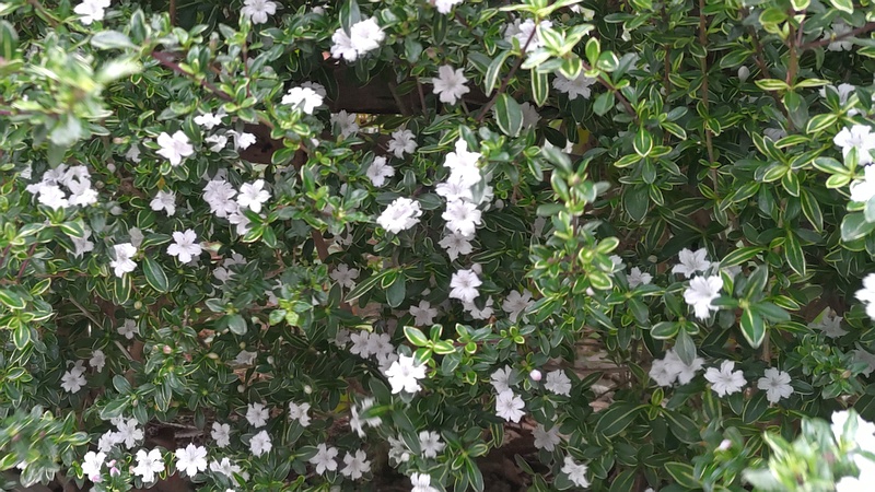 ハクチョウゲの花 横浜市瀬谷区阿久和東