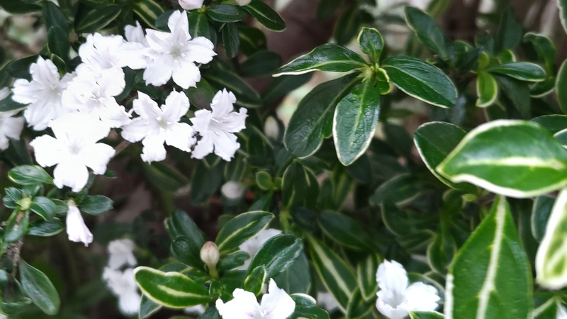ハクチョウゲの花 横浜市瀬谷区阿久和東