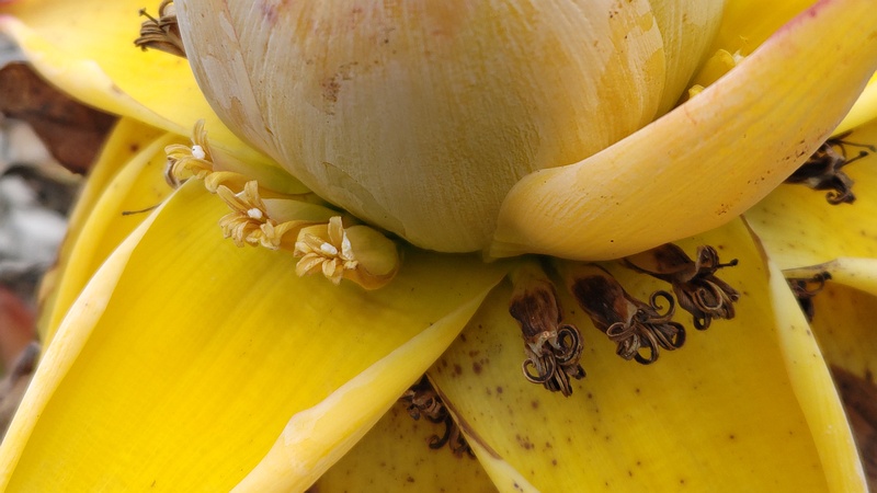 チユウキンレンの花 横浜市瀬谷区阿久和東