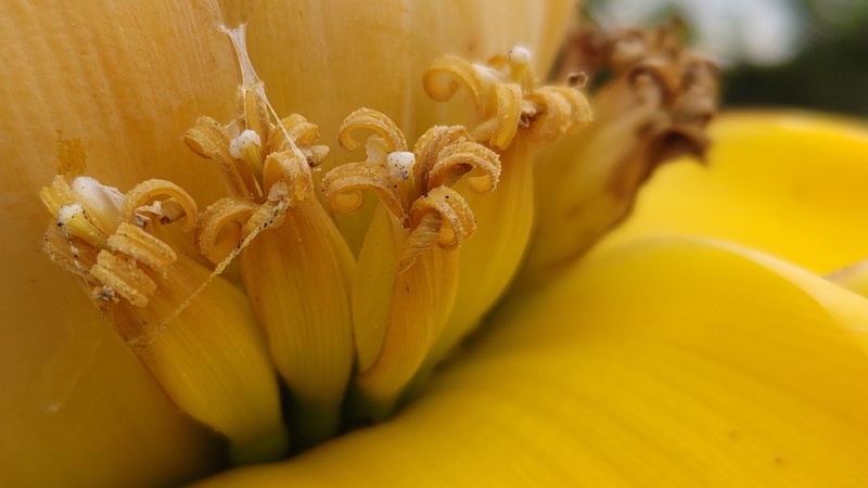 チユウキンレンの花 横浜市瀬谷区阿久和東