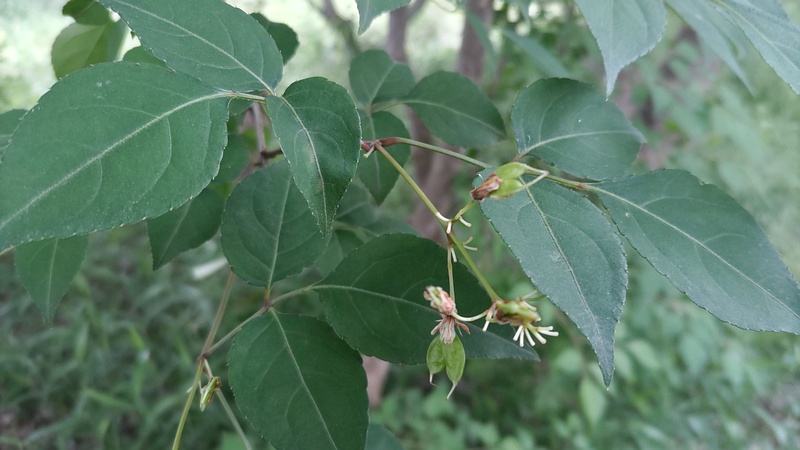 ミツバウツギの花後 横浜市瀬谷区宮沢