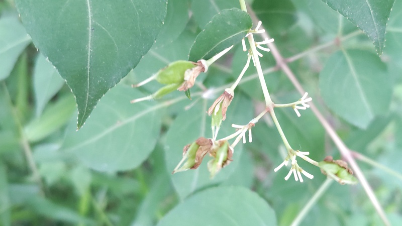 ミツバウツギの花後 横浜市瀬谷区宮沢