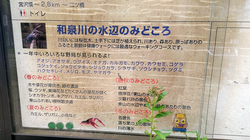 和泉川水緑のウォーク 横浜市瀬谷区宮沢