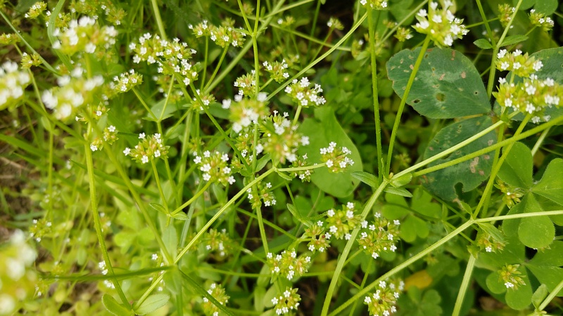 ノヂシャの花 横浜市瀬谷区宮沢