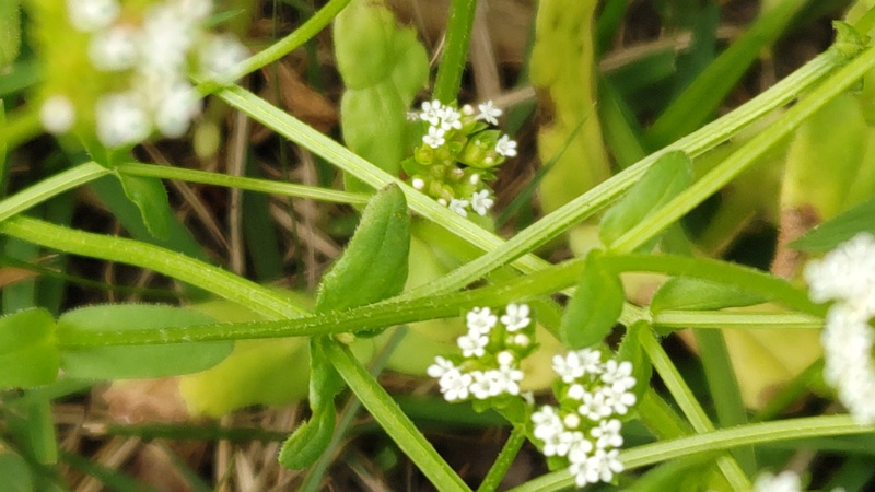 ノヂシャの花 横浜市瀬谷区宮沢