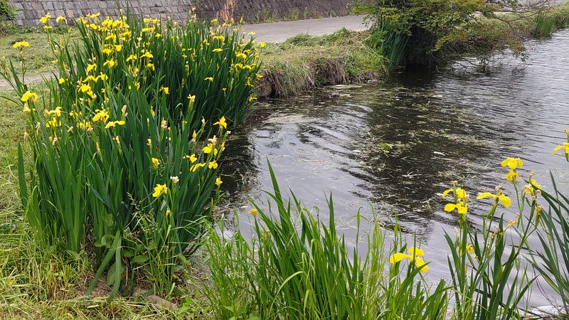 キショウブの花 横浜市瀬谷区宮沢
