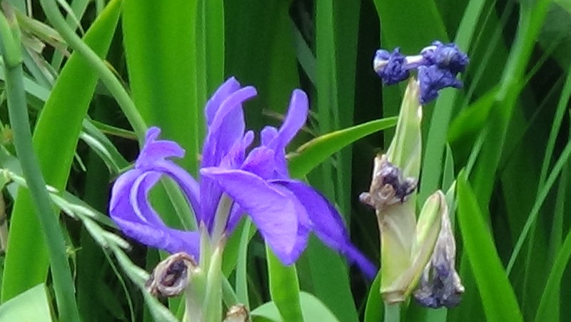 カキツバタの花 横浜市瀬谷区宮沢