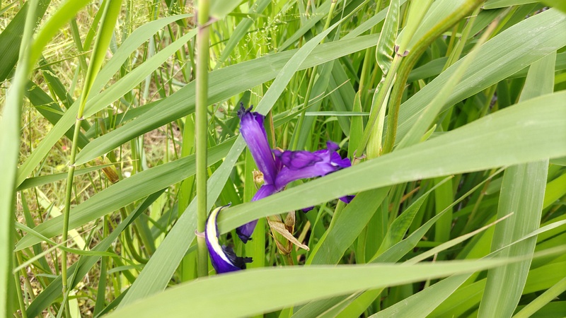 カキツバタの花 横浜市瀬谷区宮沢