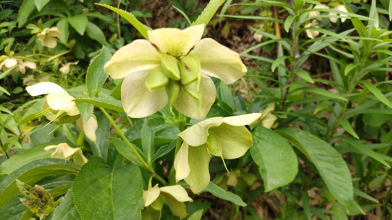 クリスマスローズの果実 横浜市泉区和泉町