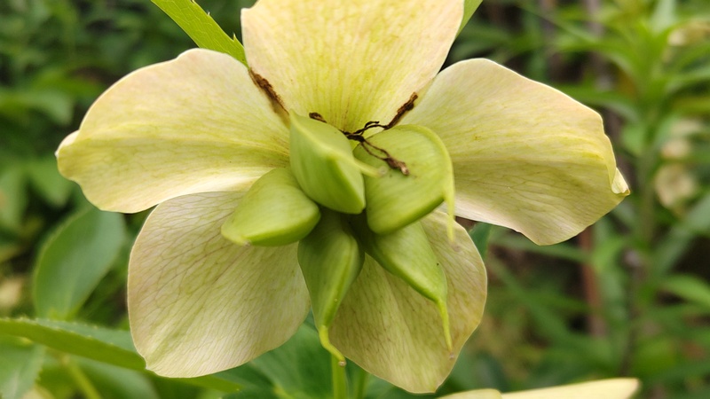 クリスマスローズの果実 横浜市泉区和泉町