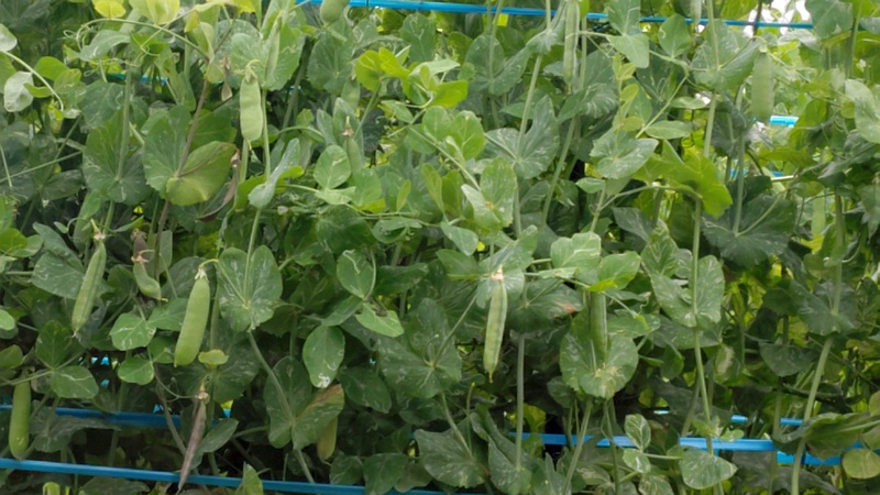 エンドウの果実 横浜市泉区和泉町