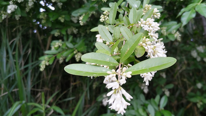 イボタノキの花 横浜市泉区和泉町