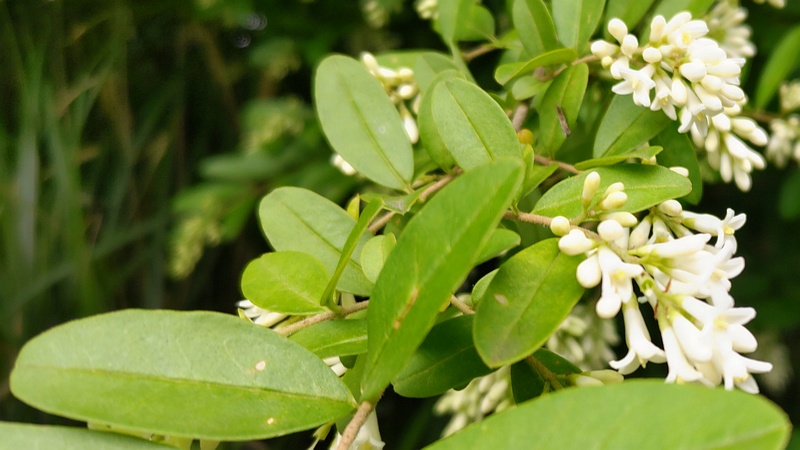 イボタノキの花 横浜市泉区和泉町