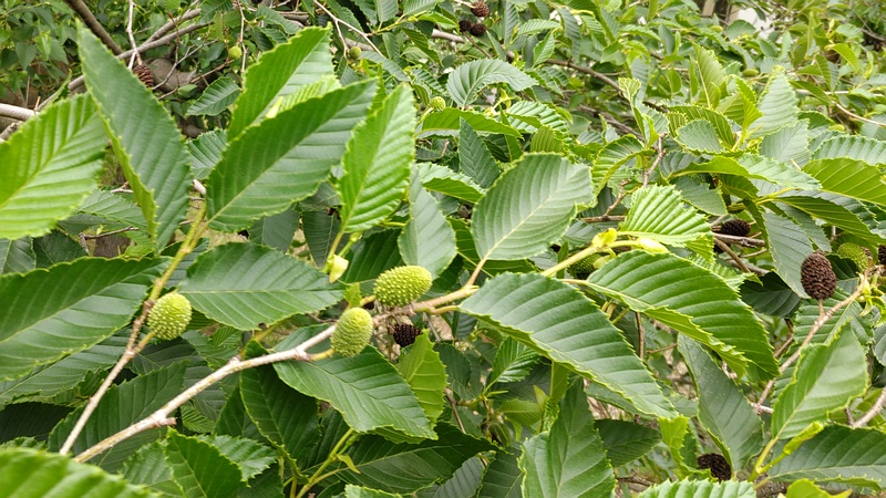 オオバヤシャブシの果実 横浜市泉区和泉町