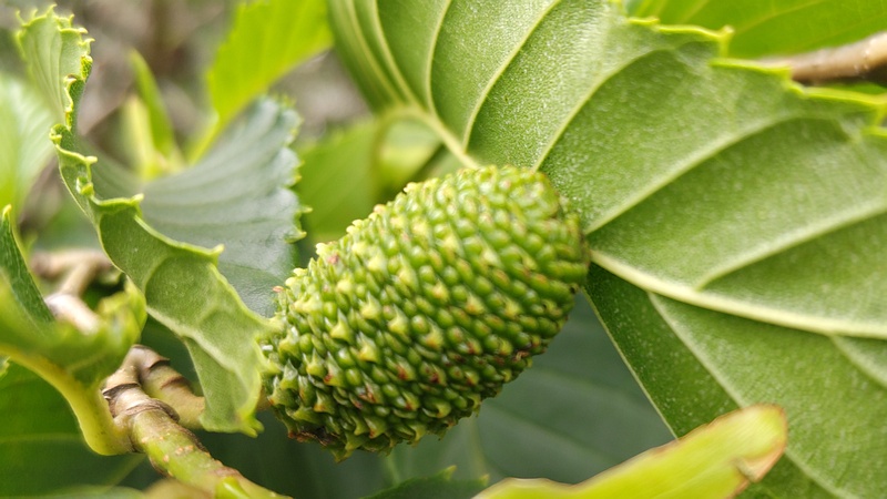 オオバヤシャブシの果実 横浜市泉区和泉町