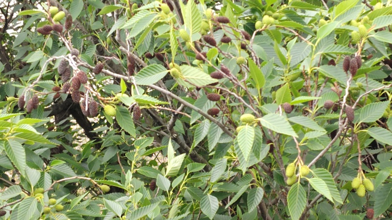 オオバヤシャブシの果実 横浜市泉区和泉町